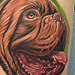 Tattoos - French Mastiff Tattoo - 78434